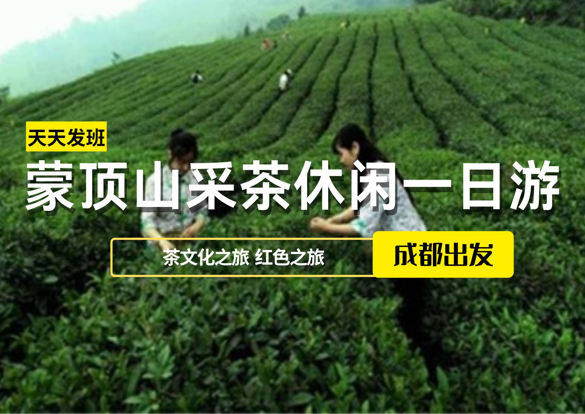 蒙頂山采茶休閑一日游，成都出發(fā)