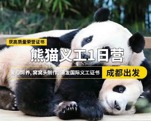 【熊貓義工1日營(yíng)】添加新鮮竹子，愛(ài)心飼養(yǎng)，窩窩頭制作，頒發(fā)國(guó)際義工證書(shū)